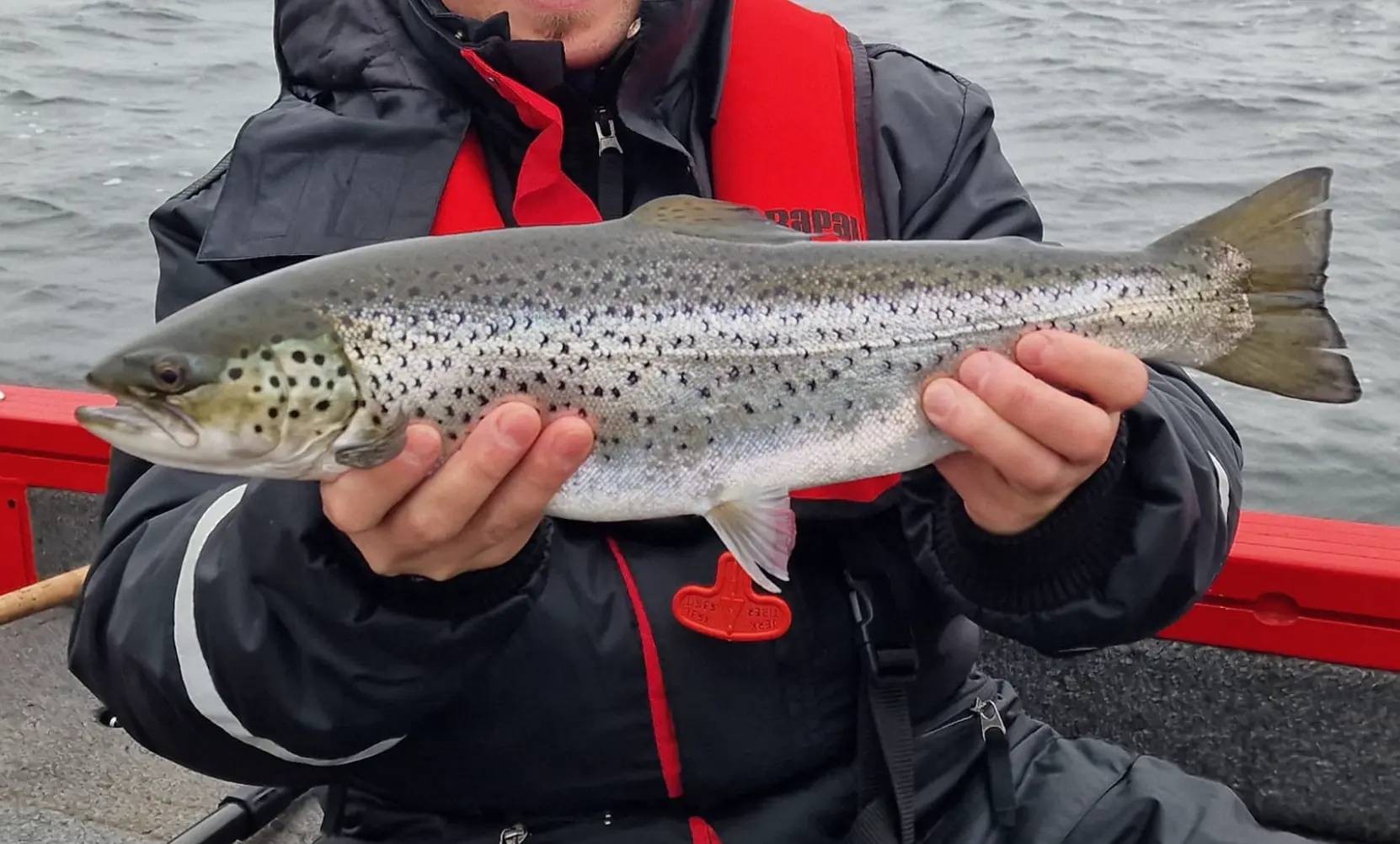 Sea Trout