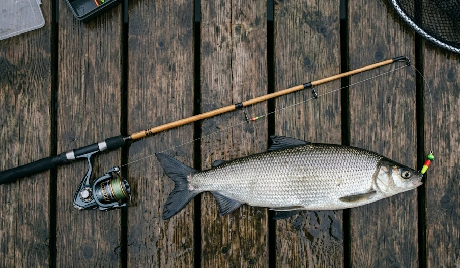 Whitefish angling